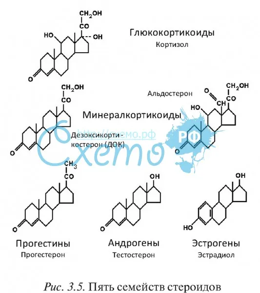 Пять семейств стероидов (эстрогены, андрогены, прогестины, минералкортикоиды, глюкокортикоиды)