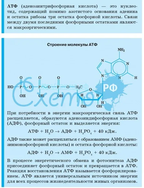 АТФ (аденозинтрифосфатная кислота)