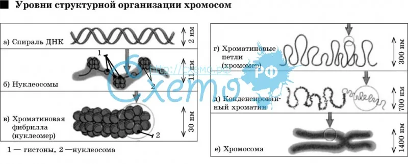 Уровни структурной организации хромосом