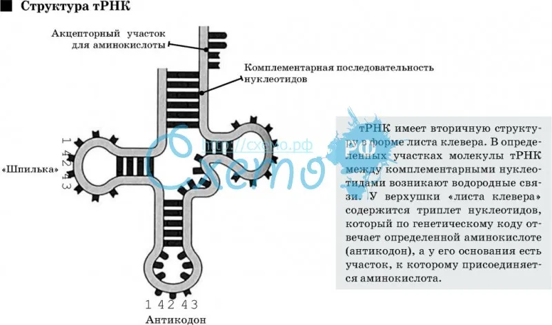 Структура транспортной РНК