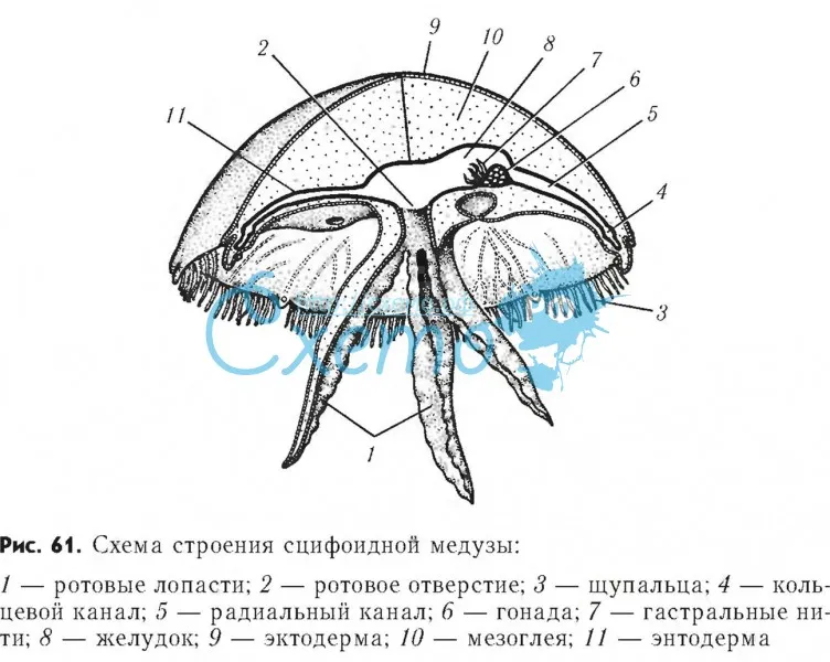 Строение сцифоидной медузы