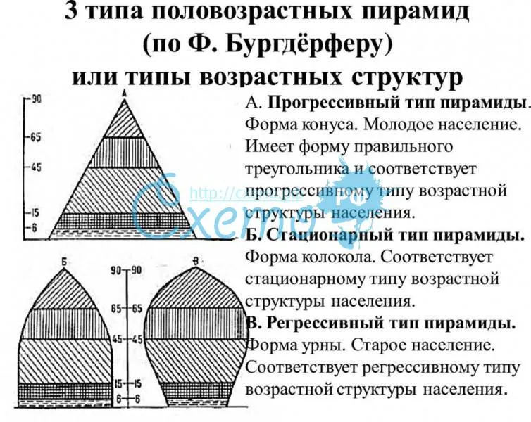 Три типа половозрастных пирамид (по ф. Бургдёрферу) или типы возрастных структур