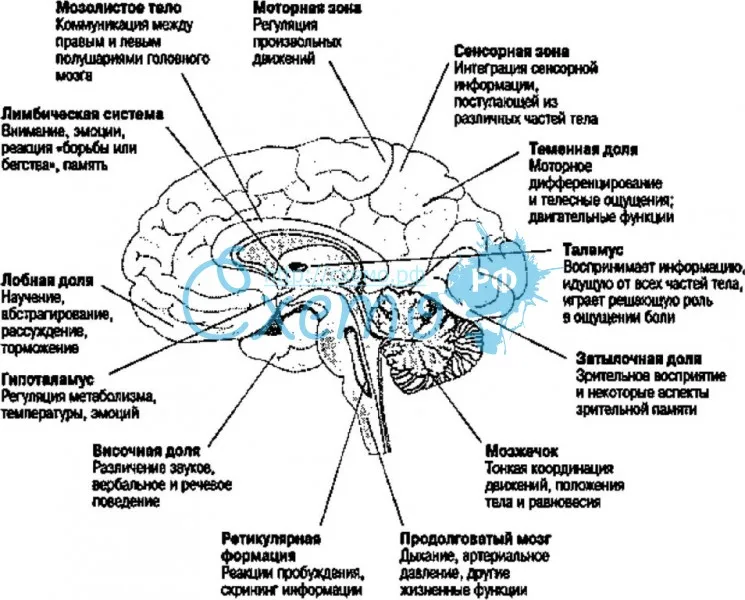 Структуры головного мозга и связанное с ними поведение