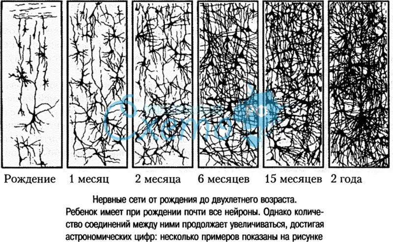 Нервные сети от рождения до 2-х лет