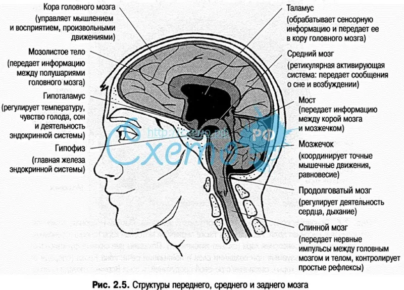 Передний, средний и задний мозг