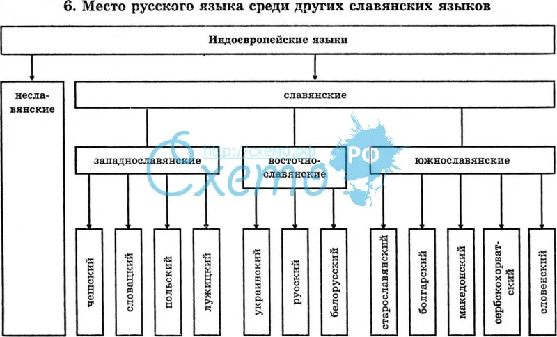 Место русского языка среди других славянских языков