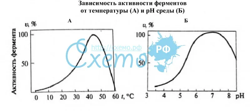 Зависимость активности ферментов от температуры (А) и рН среды (Б)