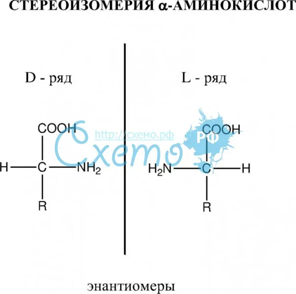 Стереометрия альфа-аминокислот