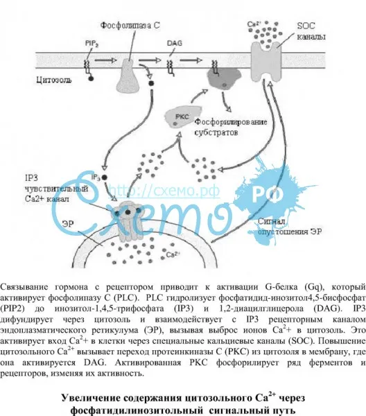 Увеличение содержания цитозольного Са2+ через фосфатидилинозитольный сигнальный путь