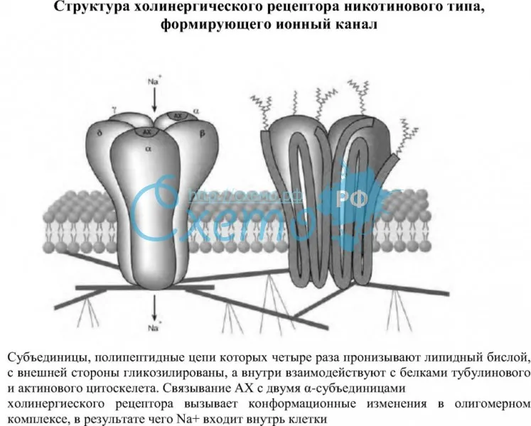Структура холинергического рецептора никотинового типа, формирующего ионный канал
