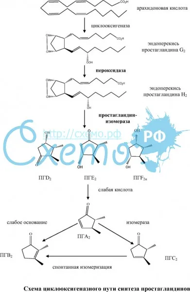Схема циклооксигеназного пути синтеза простагландинов