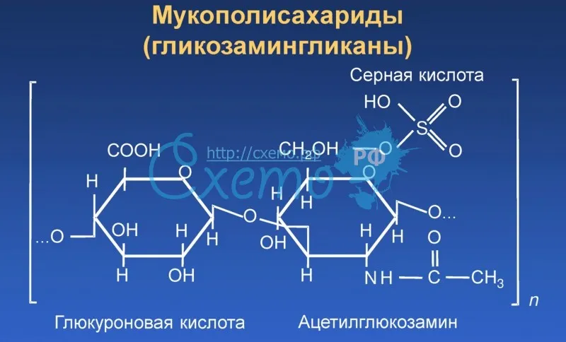 Мукополисахариды (гликозамингликаны)(2)