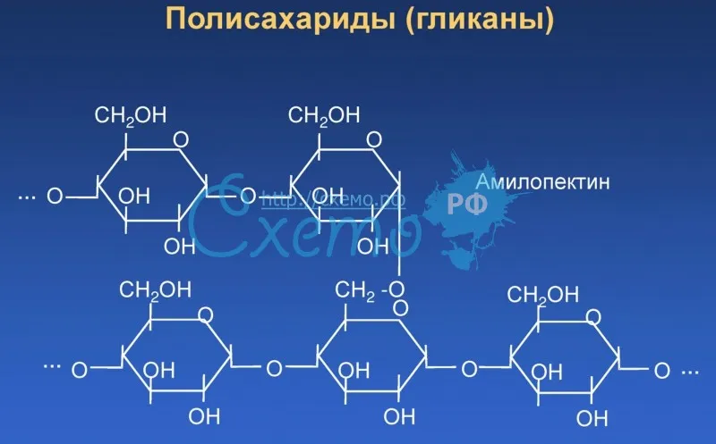 Полисахариды (гликаны)(2)