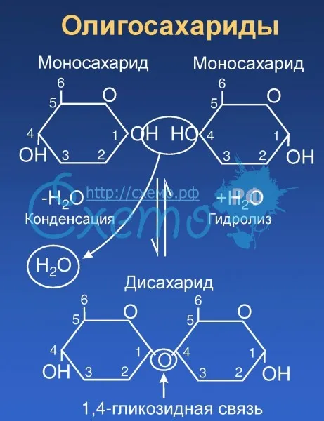 Олигосахариды (1)