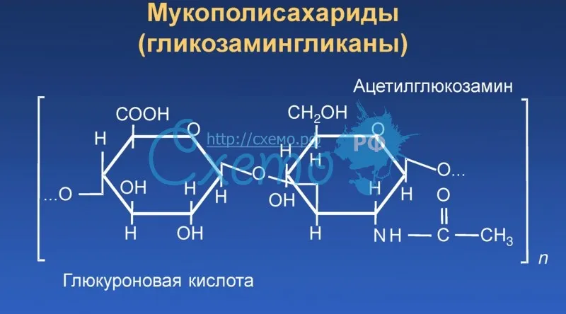 Мукополисахариды (гликозамингликаны)(1)