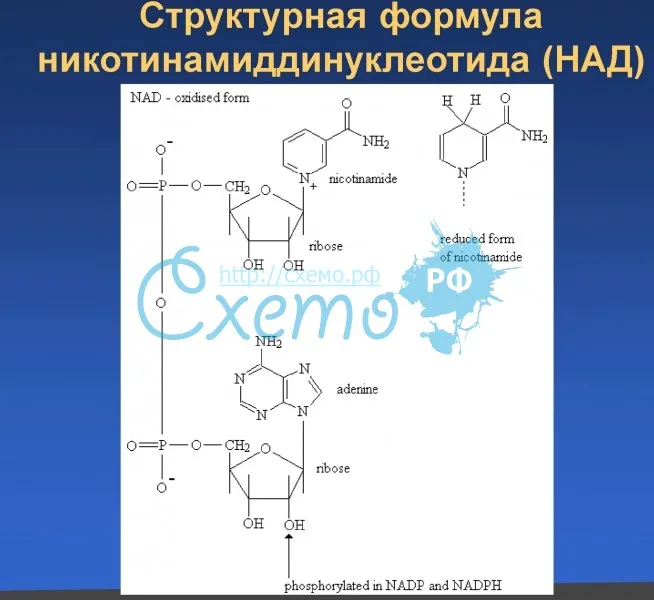 Структурная формула никотинамиддинуклеотида