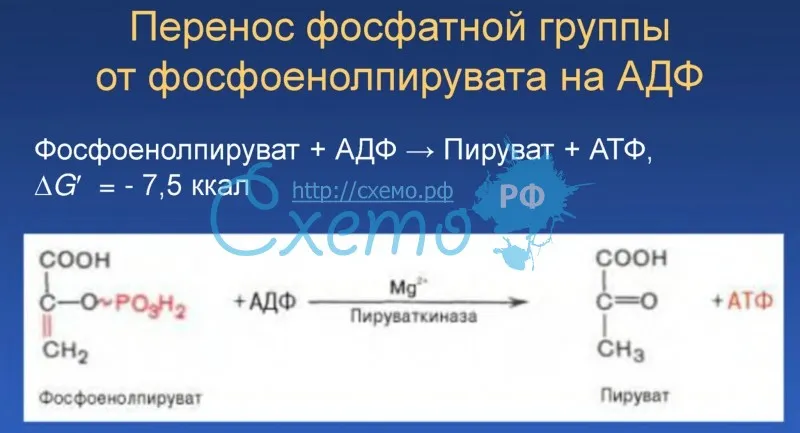 Перенос фосфатной группы от фосфоенолпируата на АДФ