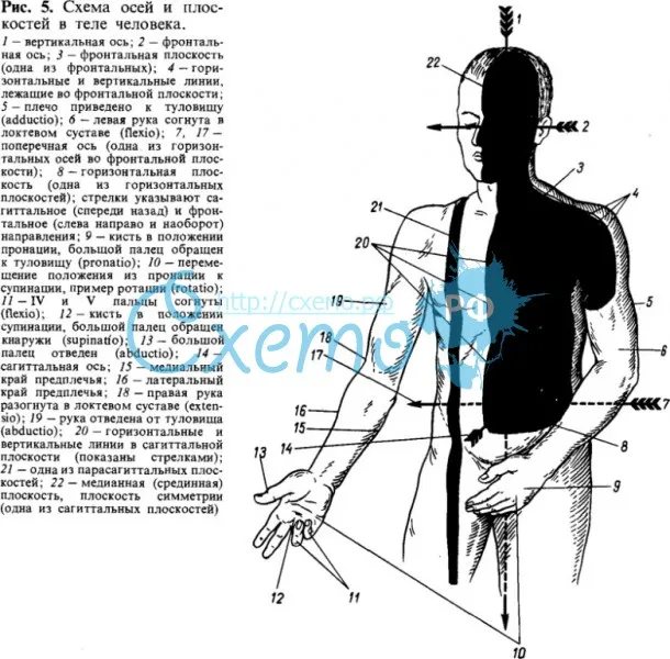 Схема осей и плоскостей в теле человека
