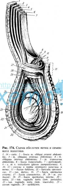 Схема оболочек яичка и семенного канатика
