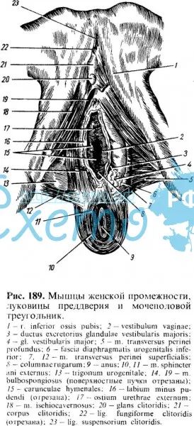 Мышцы женской промежности, луковицы преддверия и мочеполовой треугольник