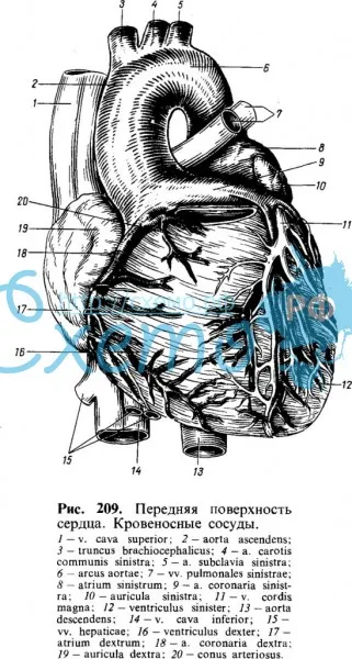 Передняя поверхность сердца. Кровеносные сосуды