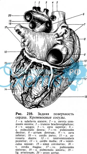Задняя поверхность сердца. Кровеносные сосуды