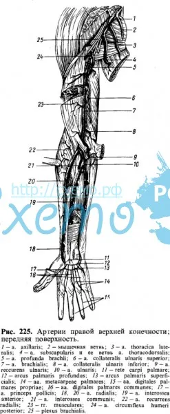 Артерии правой верхней конечности; передняя поверхность