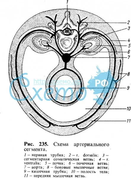 Схема артериального сегмента