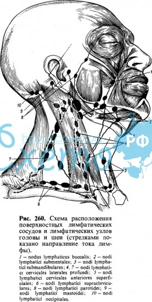 Схема расположения поверхностных лимфатических сосудов и лимфатических узлов головы и шеи