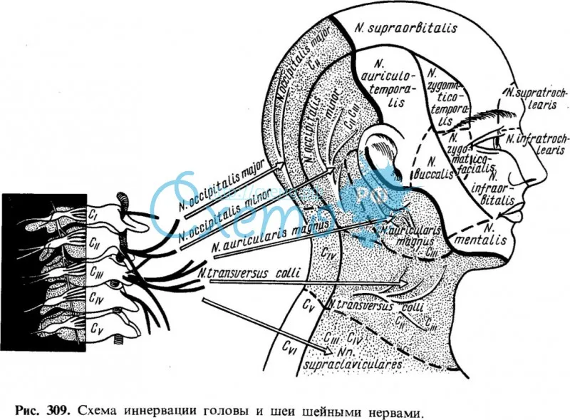 Схема иннервации головы и шеи шейными нервами