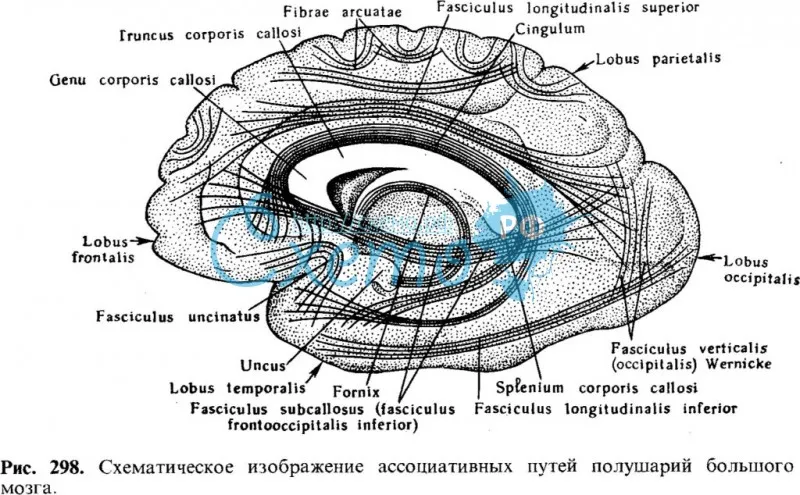 Схематическое изображение ассоциативных путей полушарий большого мозга