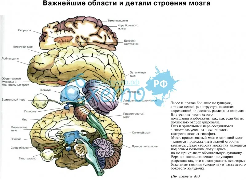 Важнейшие области и детали строения мозга