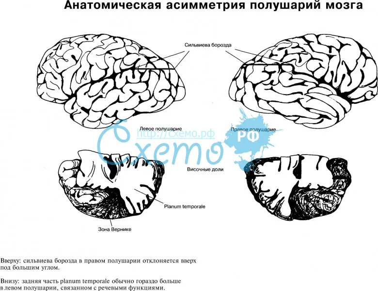 Анатомическая асимметрия полушарий мозга
