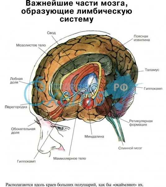 Важнейшие части мозга, образующие лимбическую систему