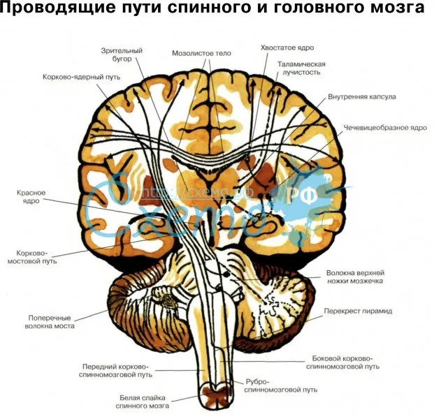 Проводящие пути спинного и головного мозга