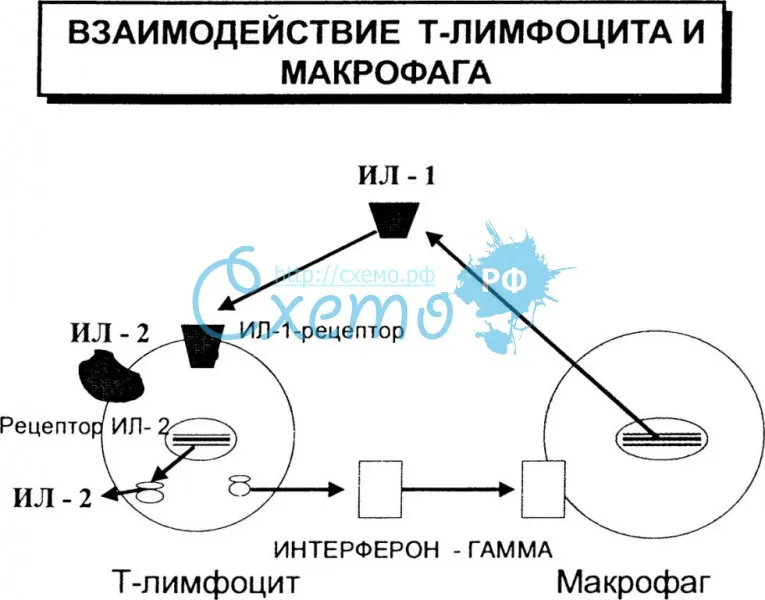 Взаимодействие Т-лимфоцита и макрофага