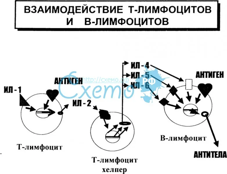 Взаимодействие Т-лимфоцитов и В-лимфоцитов