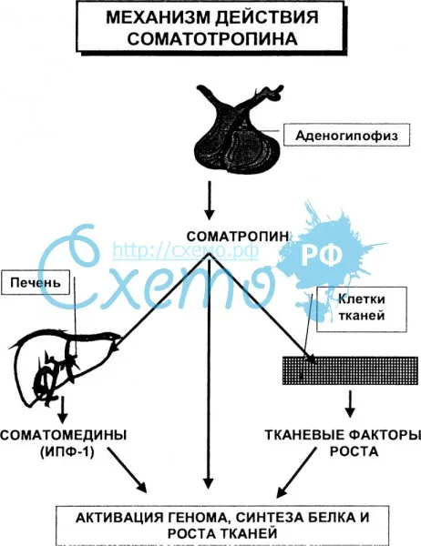 Механизм действия соматотропина