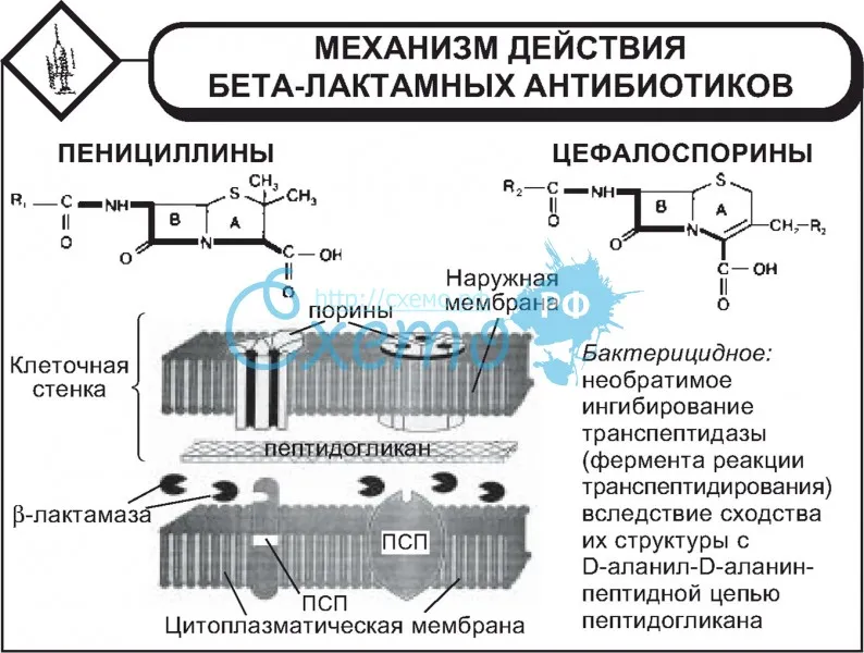 Механизм действия бета-лактамных антибиотиков