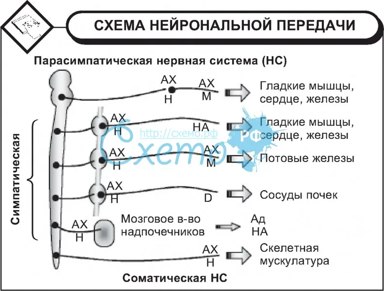Схема нейрональной передачи
