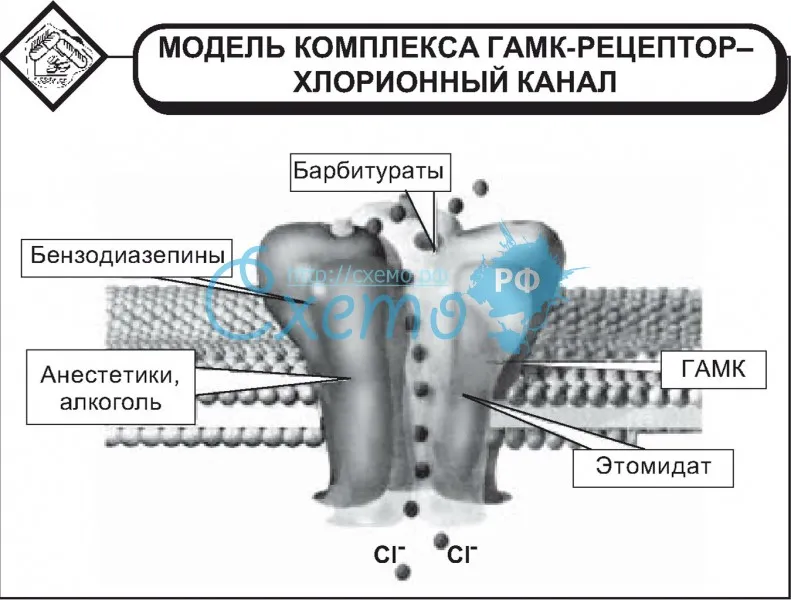 Модель комплекса гамк-рецептор–хлорионный канал
