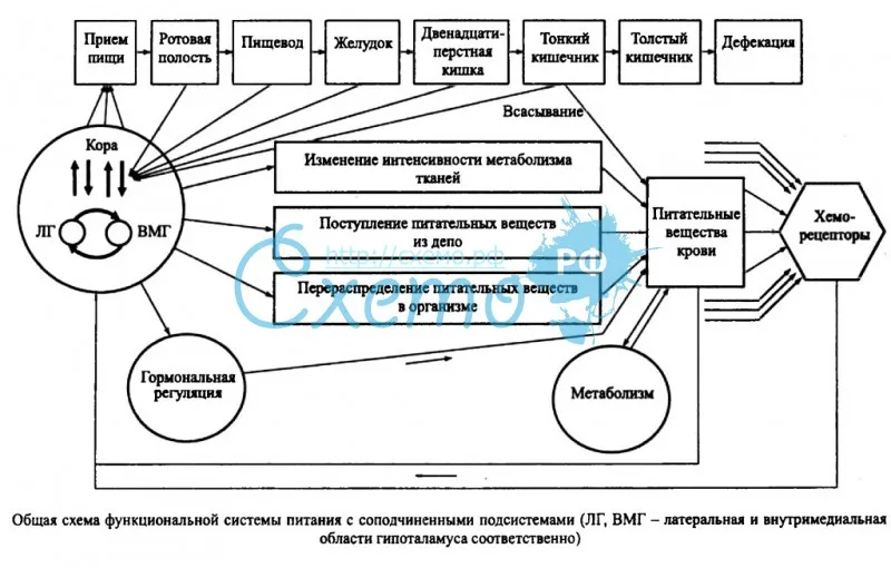 Общая схема функциональной системы питания с соподчиненными подсистемами
