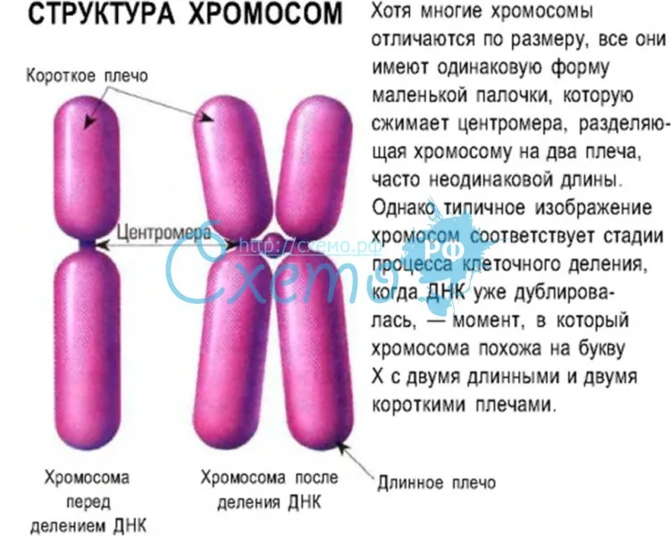 Структура хромосом