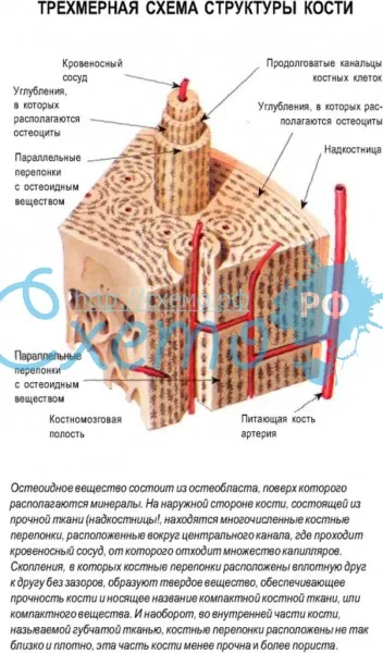 Трехмерная схема структуры кости