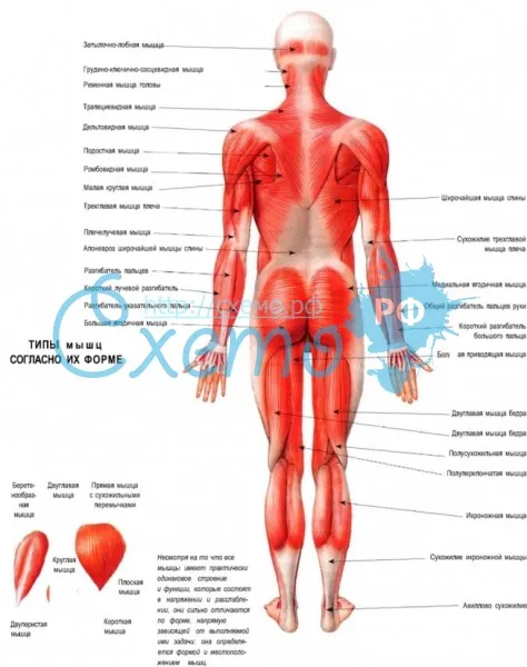 Мышцы тела человека. Вид сзади