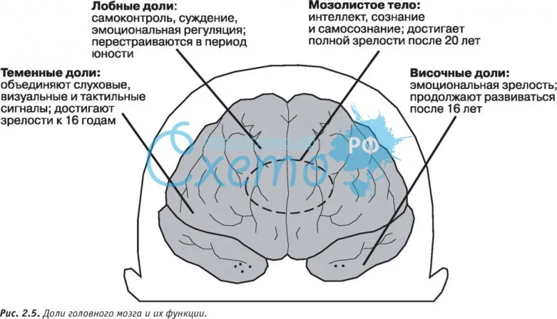 Доли головного мозга и их функции