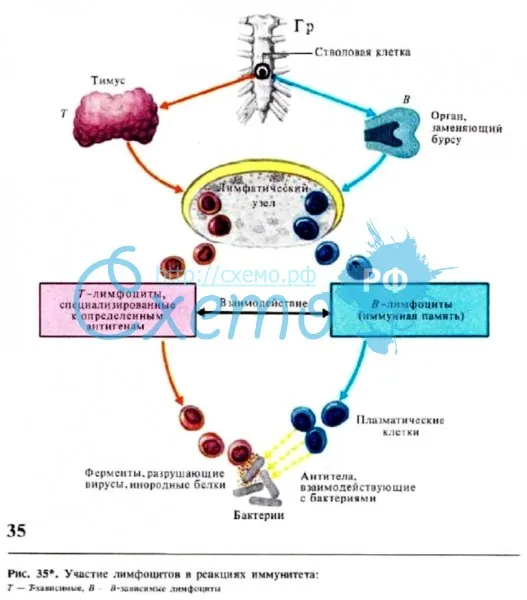Участие лимфоцитов в реакциях иммунитета