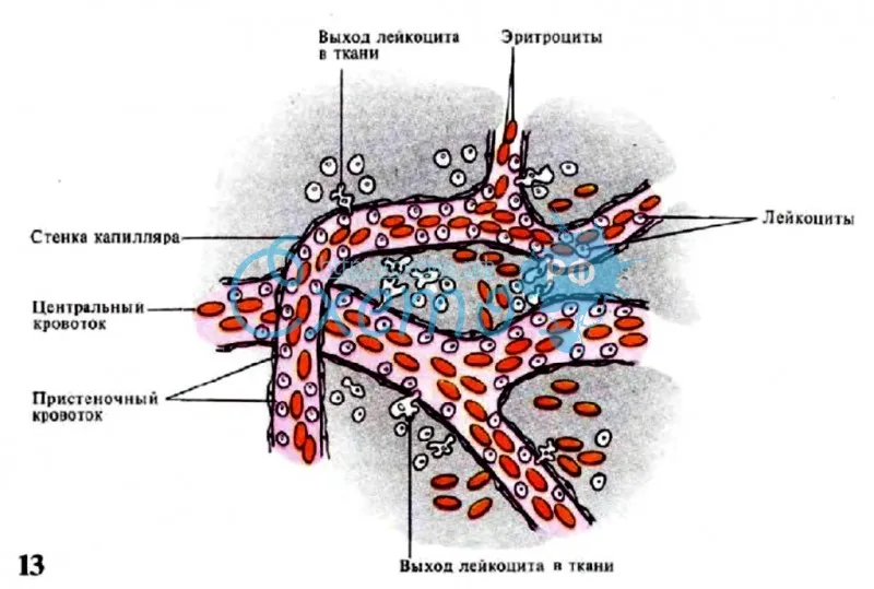 Перемещение лейкоцитов с током крови и выход их из сосудистого русла