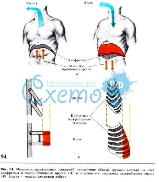 Механизм дыхательных движений