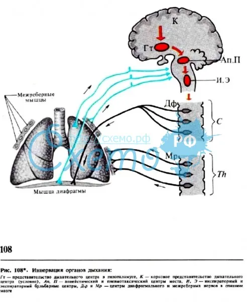 Иннервация органов дыхания